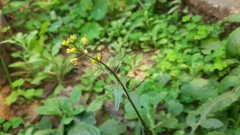 Rorippa palustris flower. Stock Footage 301059170