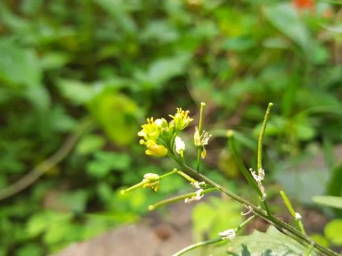 Rorippa palustris flower. Stock Photos