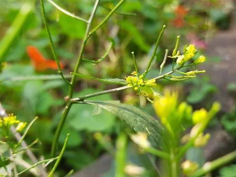 Rorippa palustris flower. Stock Photos