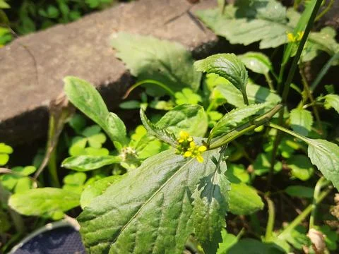 Rorippa palustris flower. Stock Photos