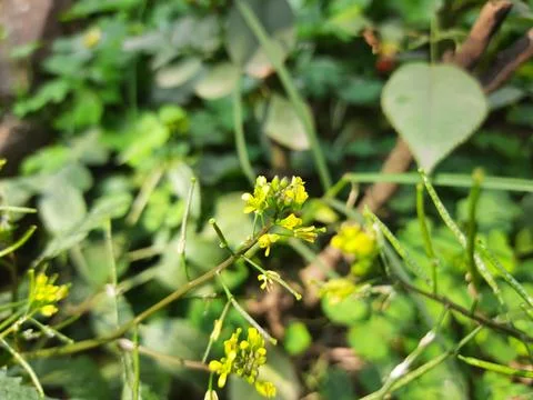 Rorippa palustris flower. Stock Photos
