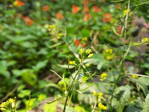 Rorippa palustris flower. Stock Photos