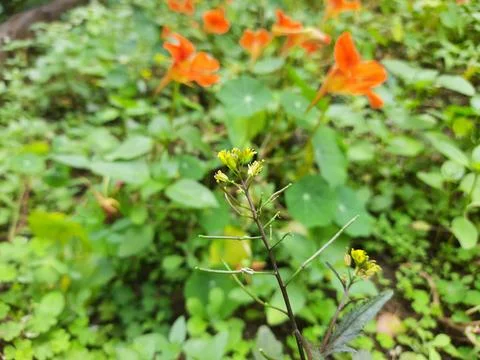 Rorippa palustris flower. Stock Photos