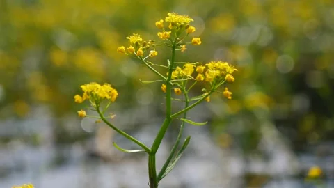 Rorippa on the water. Close-up Stock Footage 282799654