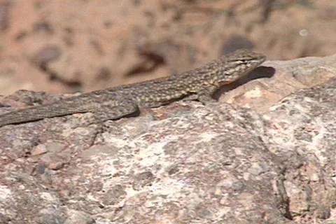 Rork5 Stock Footage 292963