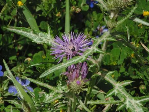RoRoses on thorn plants Stock Photos