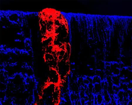 Rorschach-Rorschach Stock Illustration