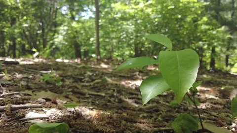 RORTATE GREEN LEAF Stock Footage 195569653
