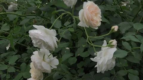 Rosa Angel3 Stock Footage 90707499