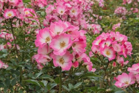 Rosa Bukavu Stock Photos