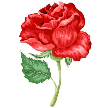 Rosa Canina Stock Illustration
