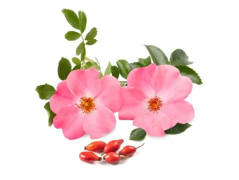 Rosa canina Stock Photos