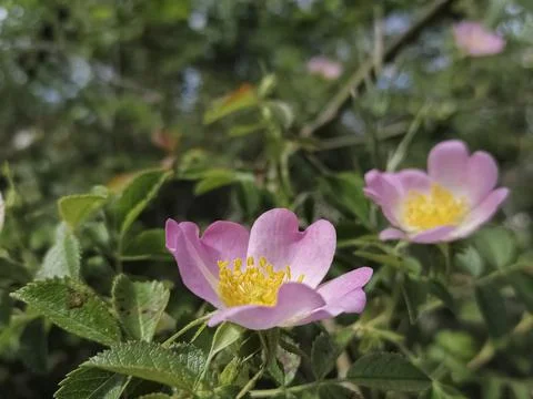 Rosa canina Stock Photos
