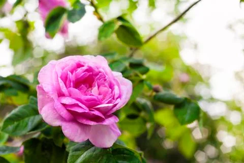 Rosa Centifolia (Rose des Peintres) flower closeup in summer garden Stock Photos