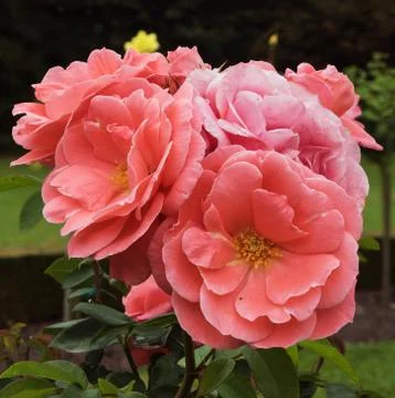 Rosa Cimarosa Stock Photos