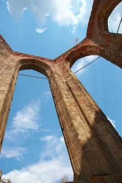 Rosa coeli Stock Photos