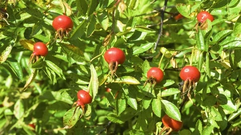 Rosa ‘Dart's Defender’ rose hips growing in natural surroundings Stock Footage 344548462