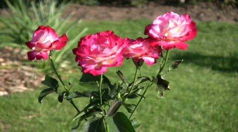 Rosa Double Delight roses gently sway in wind (High Definition) Video stock 360409