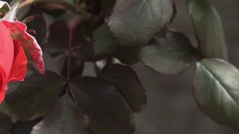 Rosa flor Stock Footage 107039777