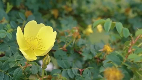Rosa foetida – Yellow Austrian Copper Rose Blooming in Mountain Foothills of the Stock Footage 306607961