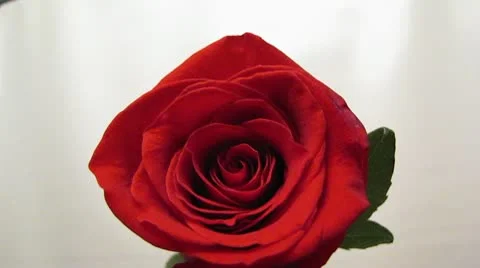 Rosa Video stock 10567499