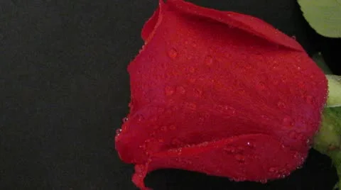 Rosa Video stock 10567885