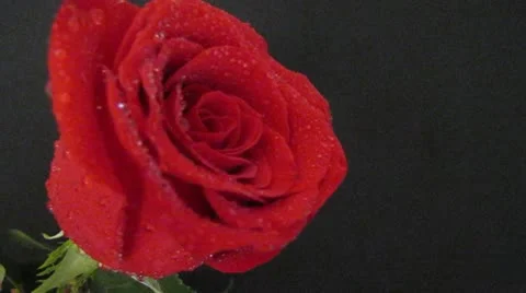 Rosa Video stock 10567889