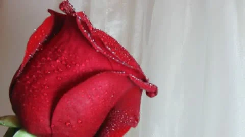 Rosa Video stock 10567903