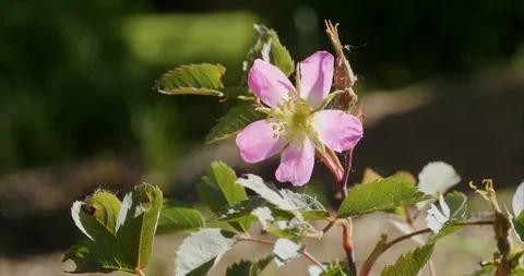 Rosa glauca with flower Stock Footage 111306590