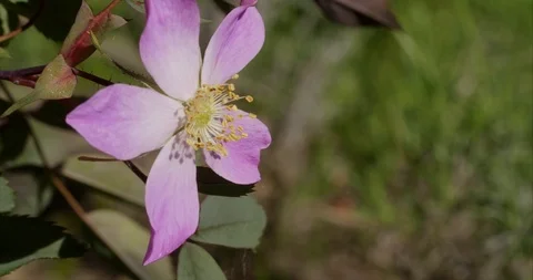 Rosa glauca with flower Stock Footage 111306597