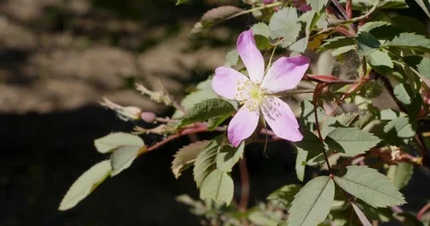 Rosa glauca with flower Stock Footage 111306618