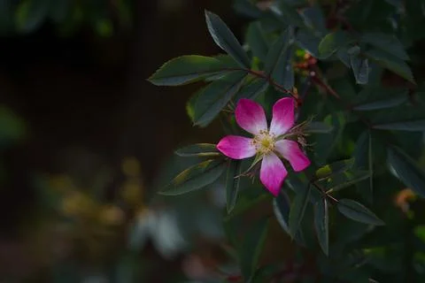 Rosa glauca Stock Photos