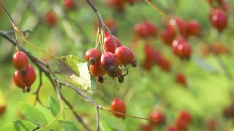 Rosa glauca (syn. Rosa rubrifolia), the red-leaved rose or redleaf rose Stock Footage 344548407