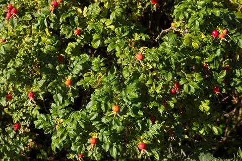 Rosa hips. Stock Photos