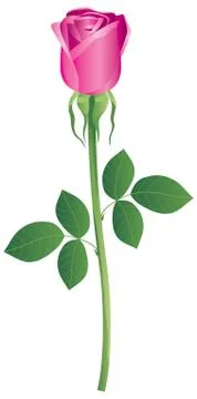 Rosa Stock Illustration