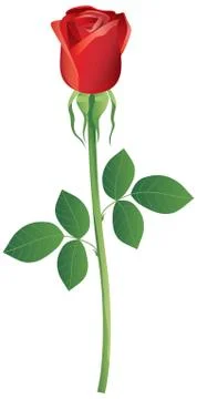 Rosa Stock Illustration
