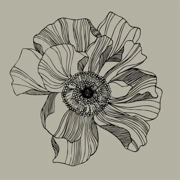 Rosa Stock Illustration