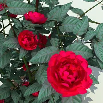 Rosa Judy Fischer V2 3D Model