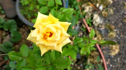 Rosa Landora flower Stock Footage 211917466