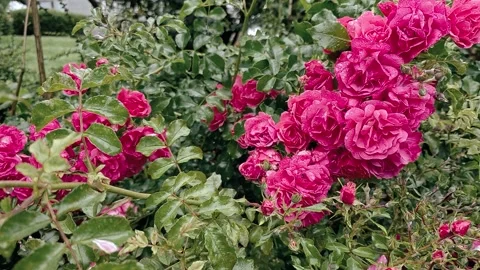Rosa Line Renaud Stock Footage 301297506