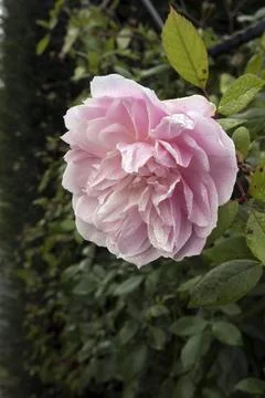 Rosa Mortimer Sackler Stock-Fotos