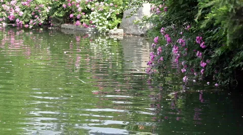 Rosa multiflora and lake Video stock 745725