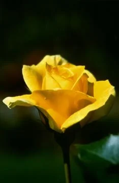 ROSA MULTIFLORA FLOWER Stock Photos