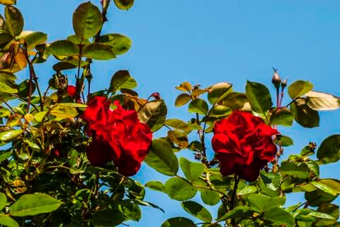 ROSA MULTIFLORA Stock Photos