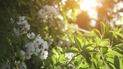 Rosa multiflora (polyantha) is species of rose known as multiflora, baby, Jap Vídeos de archivo 159476524