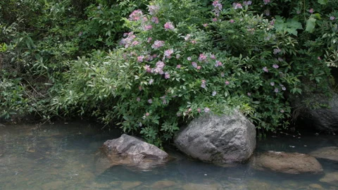 Rosa multiflora Thunb bloom in the mountain stream Stock Footage 241152861