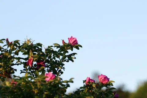 Rosa palustris medium shot Stock Photos