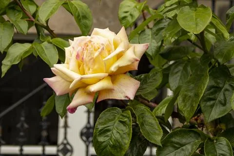 Rosa Peace Foto stock