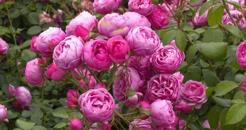 Rosa pomponella, pink flowers close up Stock Footage 108728131