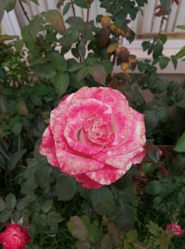 Rosa rosada. Stock Photos